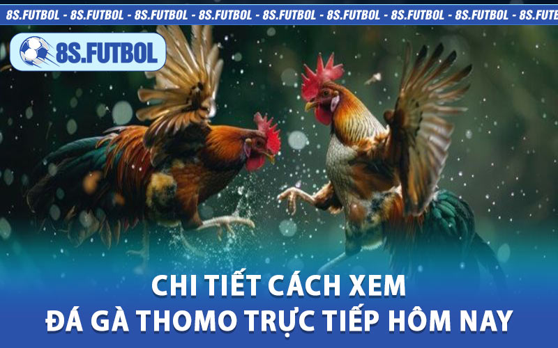 Chi Tiết Cách Xem Đá Gà Thomo Trực Tiếp Hôm Nay