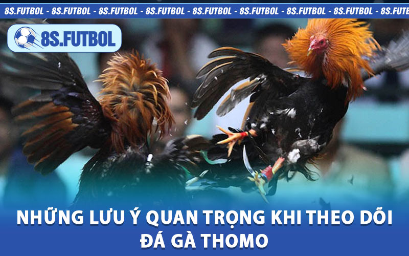 Những Lưu Ý Quan Trọng Khi Theo Dõi Đá Gà Thomo
